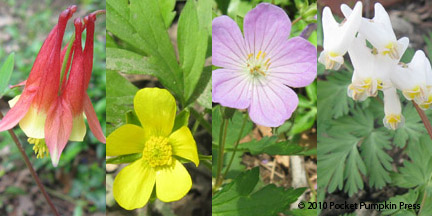 spring woodland wildflowers Southwest Michigan
