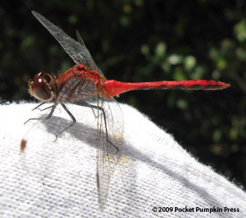 Michigan+dragonflies+pictures