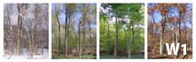 Woods Art