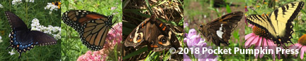butterflies, 8 Goals, 8 Joint Goals, CEEE, culture, education, ecology, economy