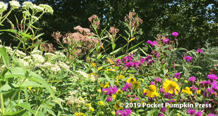 prairie flowers, nature, wildflowers, ABC garden, Michigan, nature blog