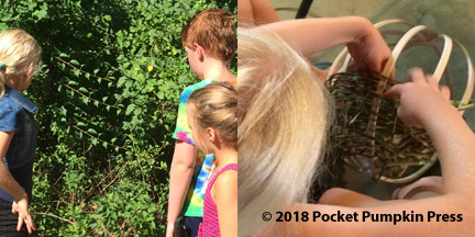 science and art united: bittersweet vine, basket-making